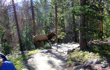 1a-EP elk-hike